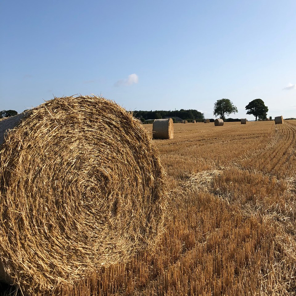 Bales ready for collecting