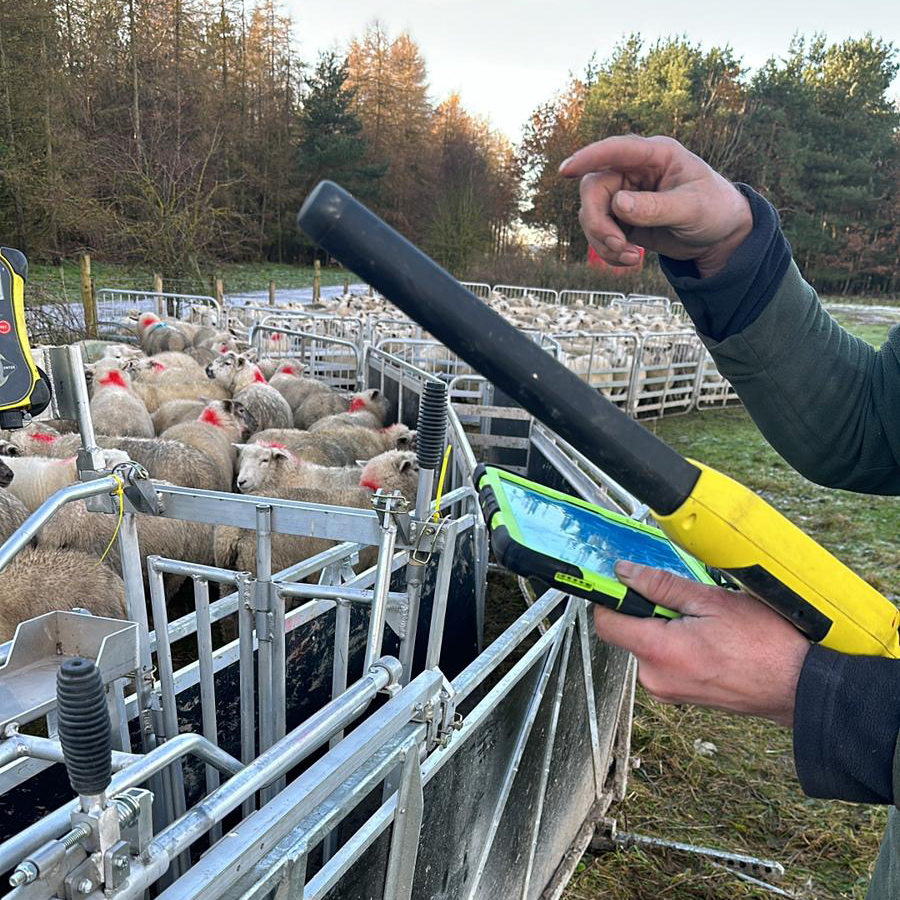 Scanning Lambs November