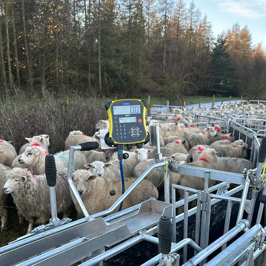 Weighing Lambs November