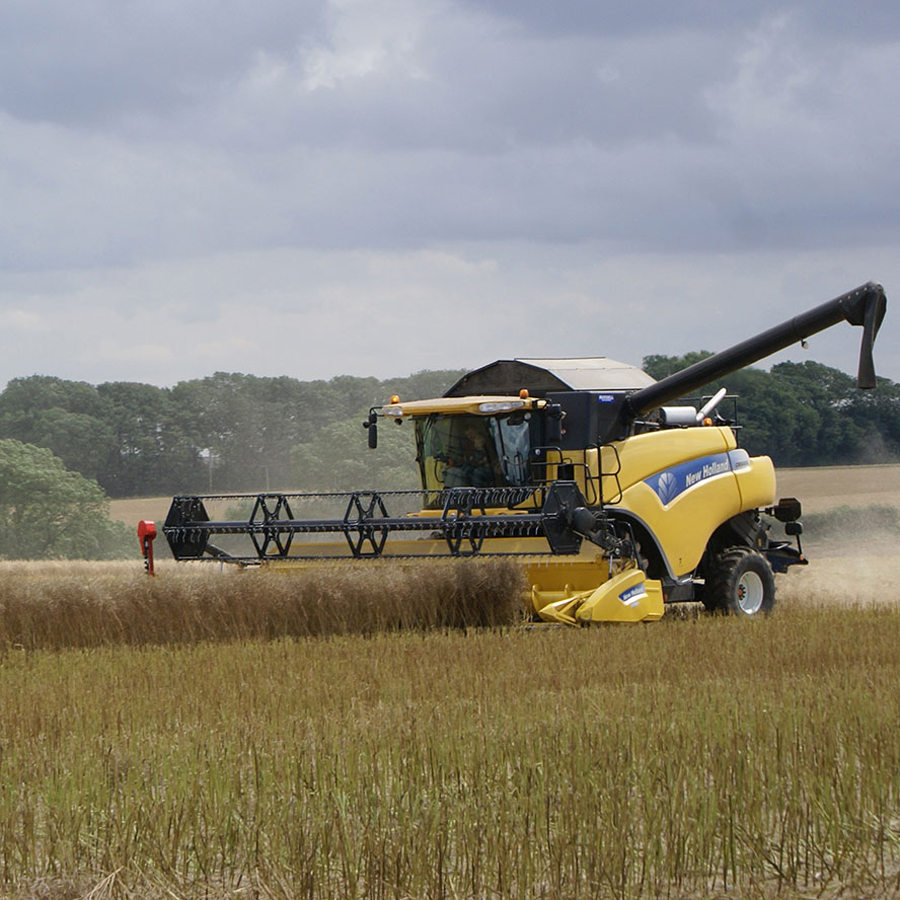 combining oil seed rape