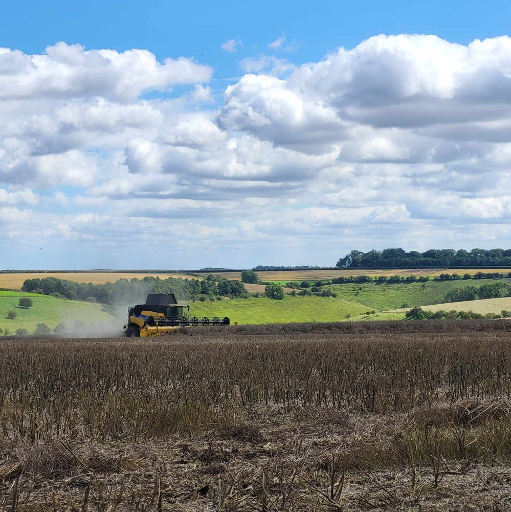 Yellow combine in the rapeseed field