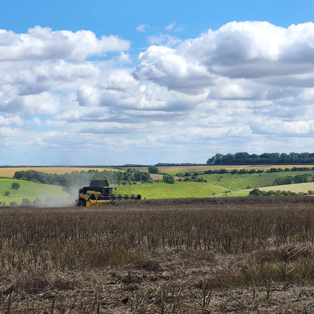 Yellow combine in the rapeseed field