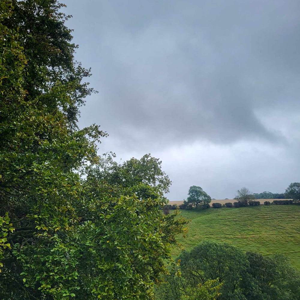 Field Hedgerows