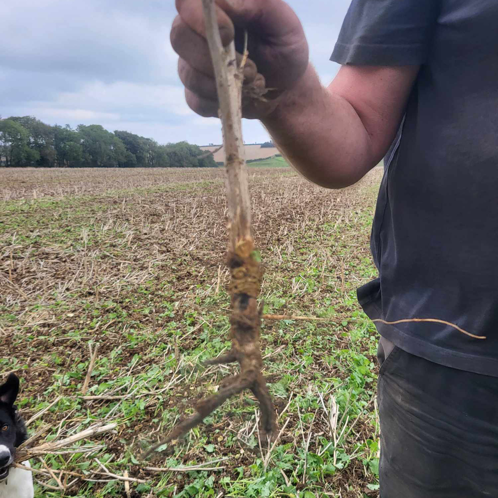 Adam checking soil health on the farm