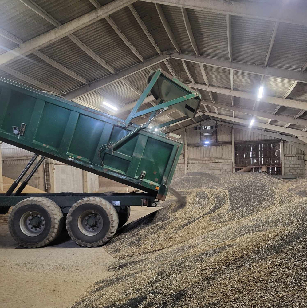 Seed tipping in the shed