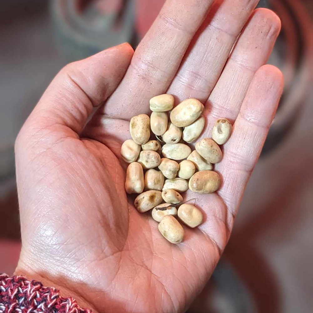 Dried beans in hand