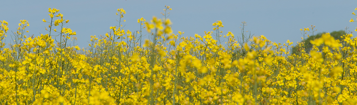 Yorkshire Rapeseed Oil