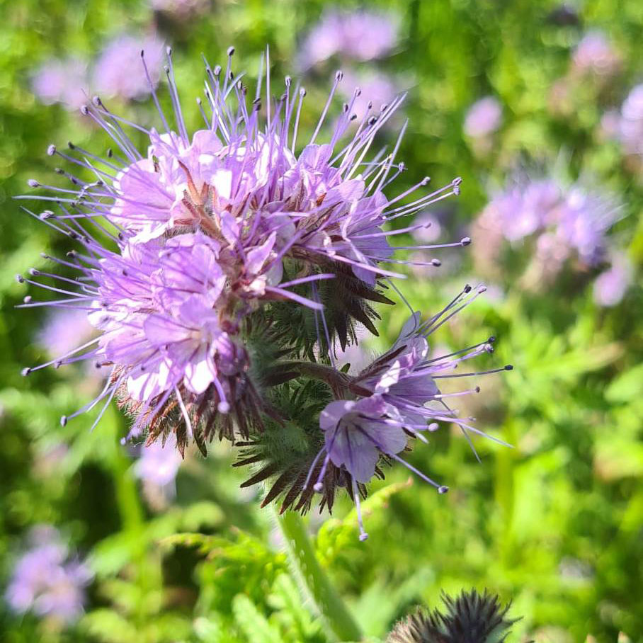 Wildflowers on the farm