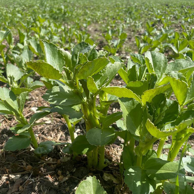 The bean crop in the field