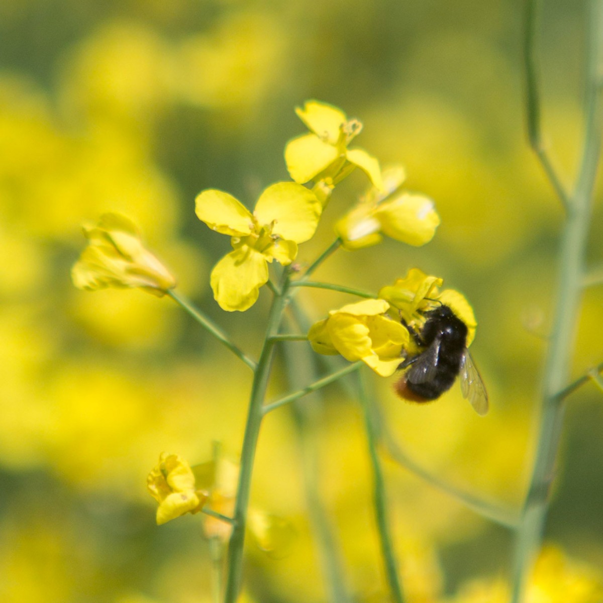 Bee on rapeseed flower