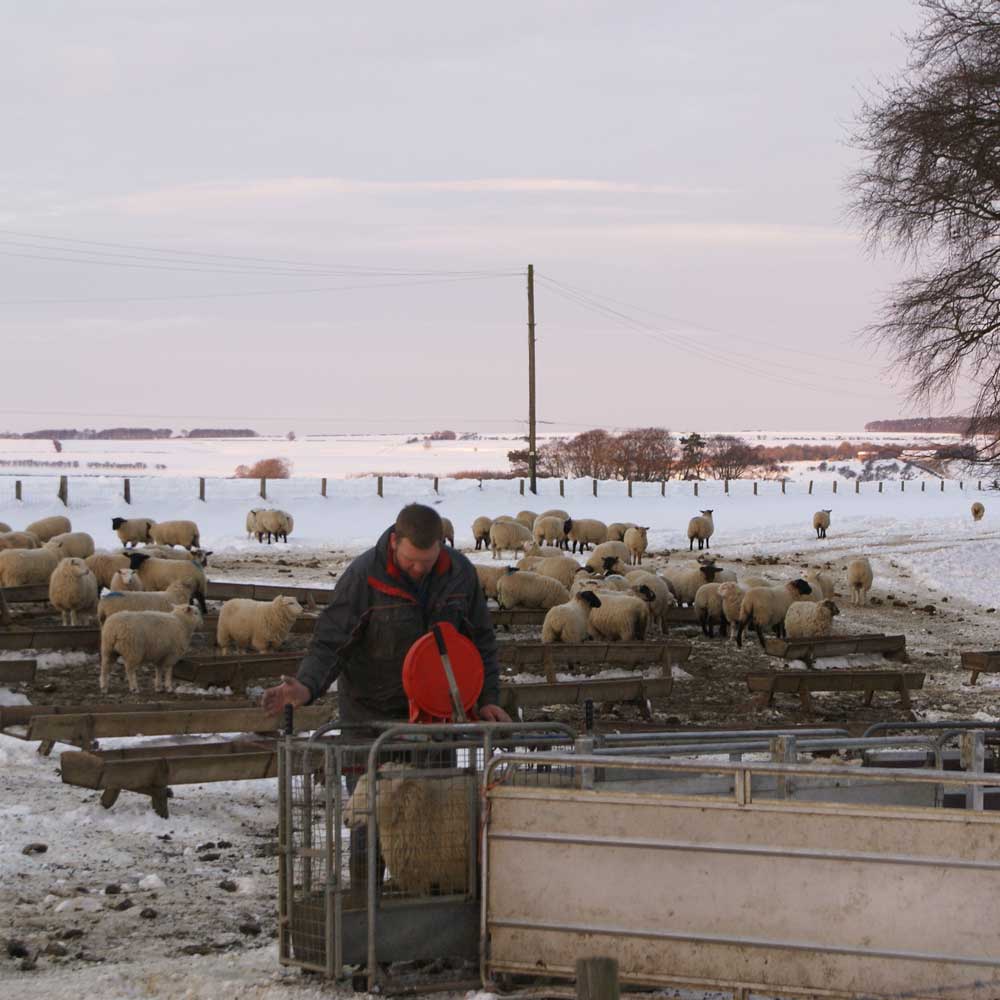 Adam handling the sheep on a snowy day in Thixendale Adam handling the sheep on a snowy day in Thixendale