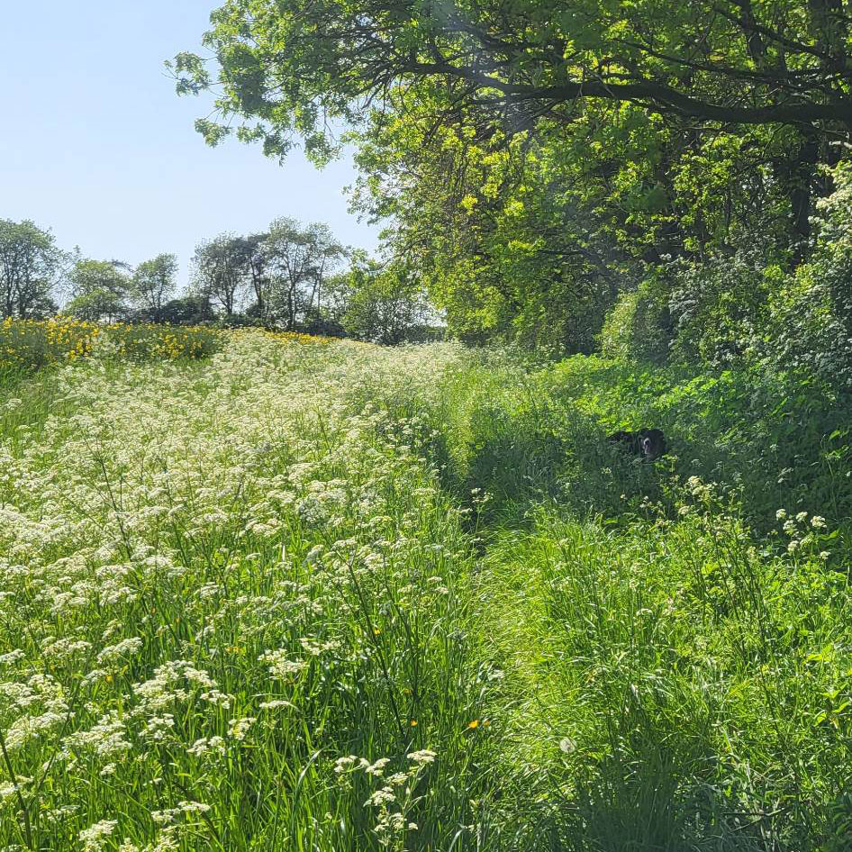 Cow parsley in the field edges Cow parsley in the field edges