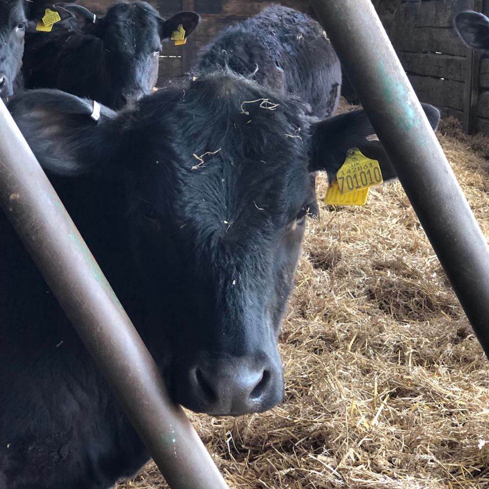 Cows at Uncleby Farm