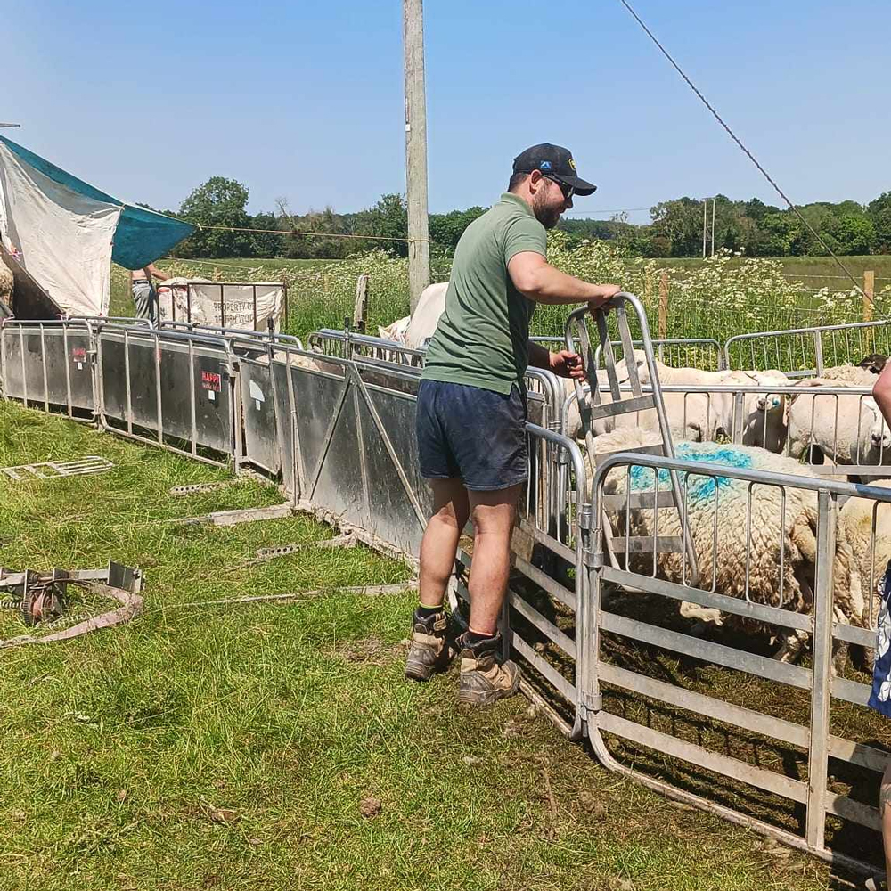 Farm team sheep shearing