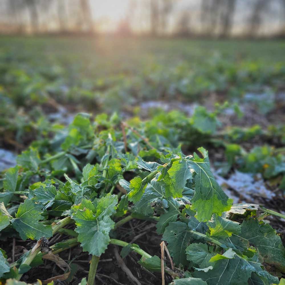 Winter rapeseed field