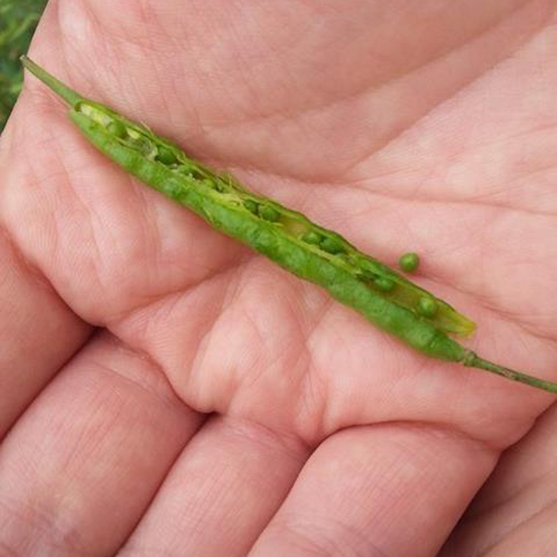 Rapeseeds in a hand