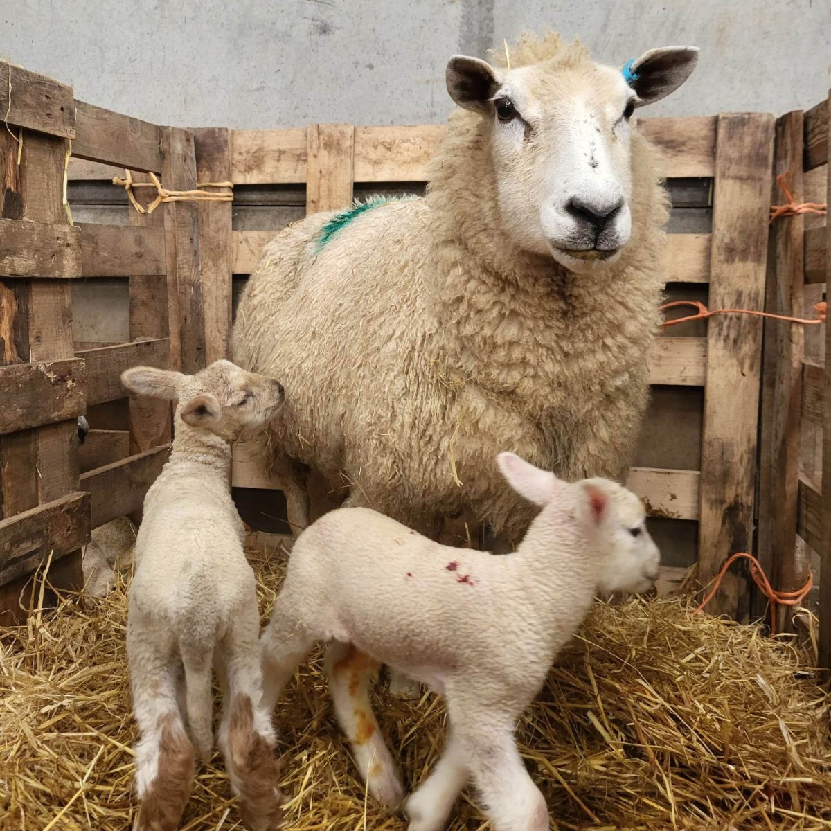 Sheep and her two lambs