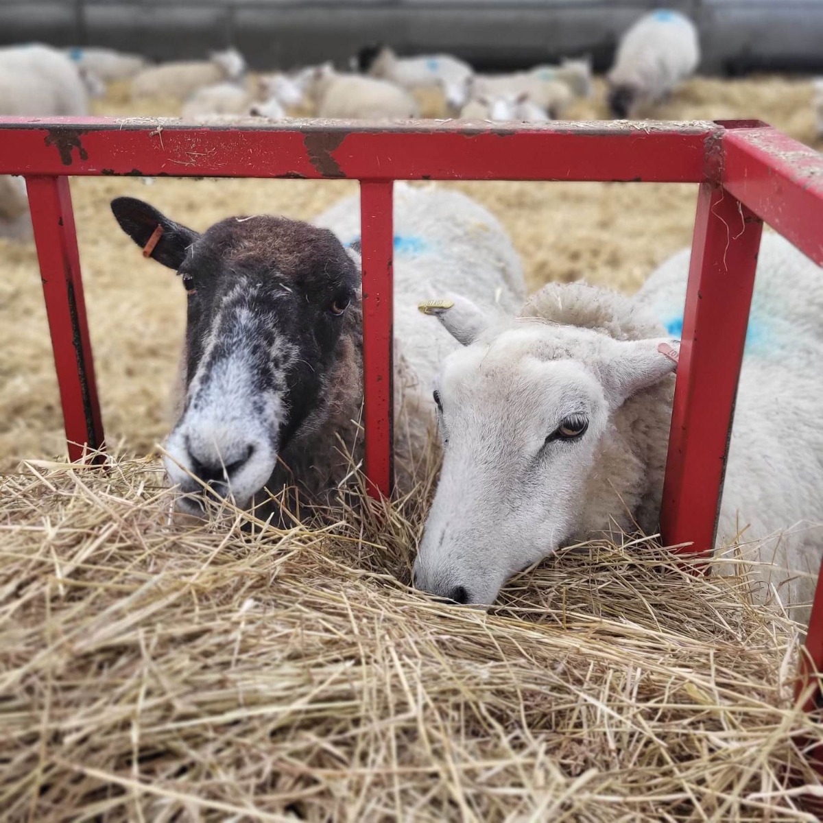 Ewes feeding on silage