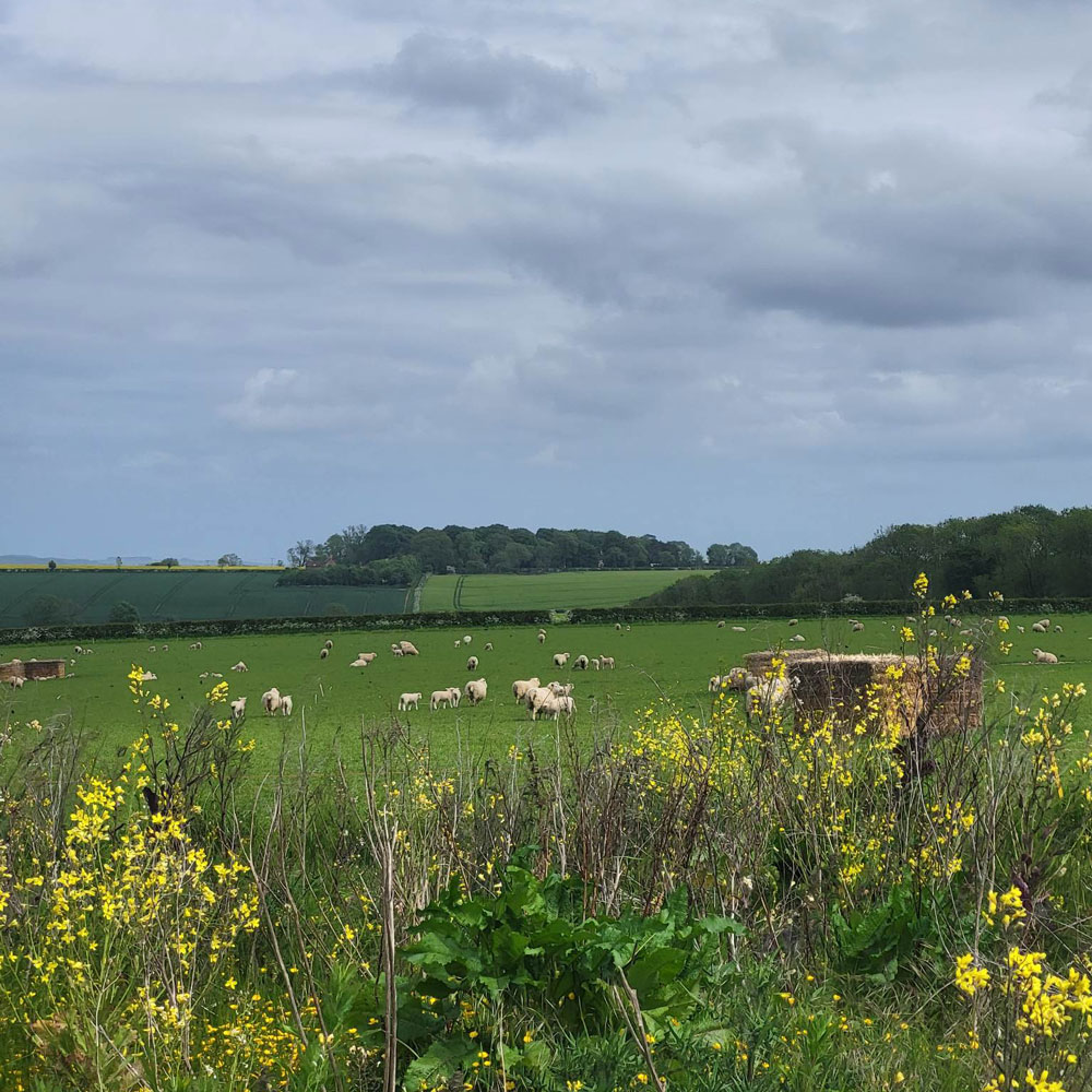 Sheep and lambs in the summer field