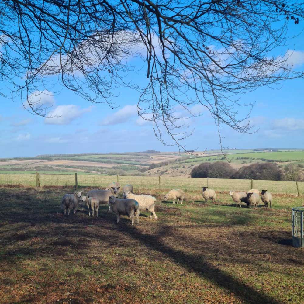 Sheep on the farm