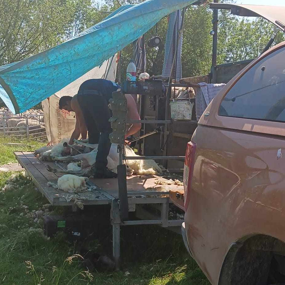 Sheep shearing Sheep shearing