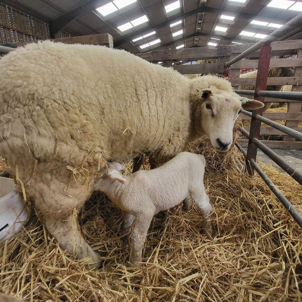 Sheep and her two lambs feeding