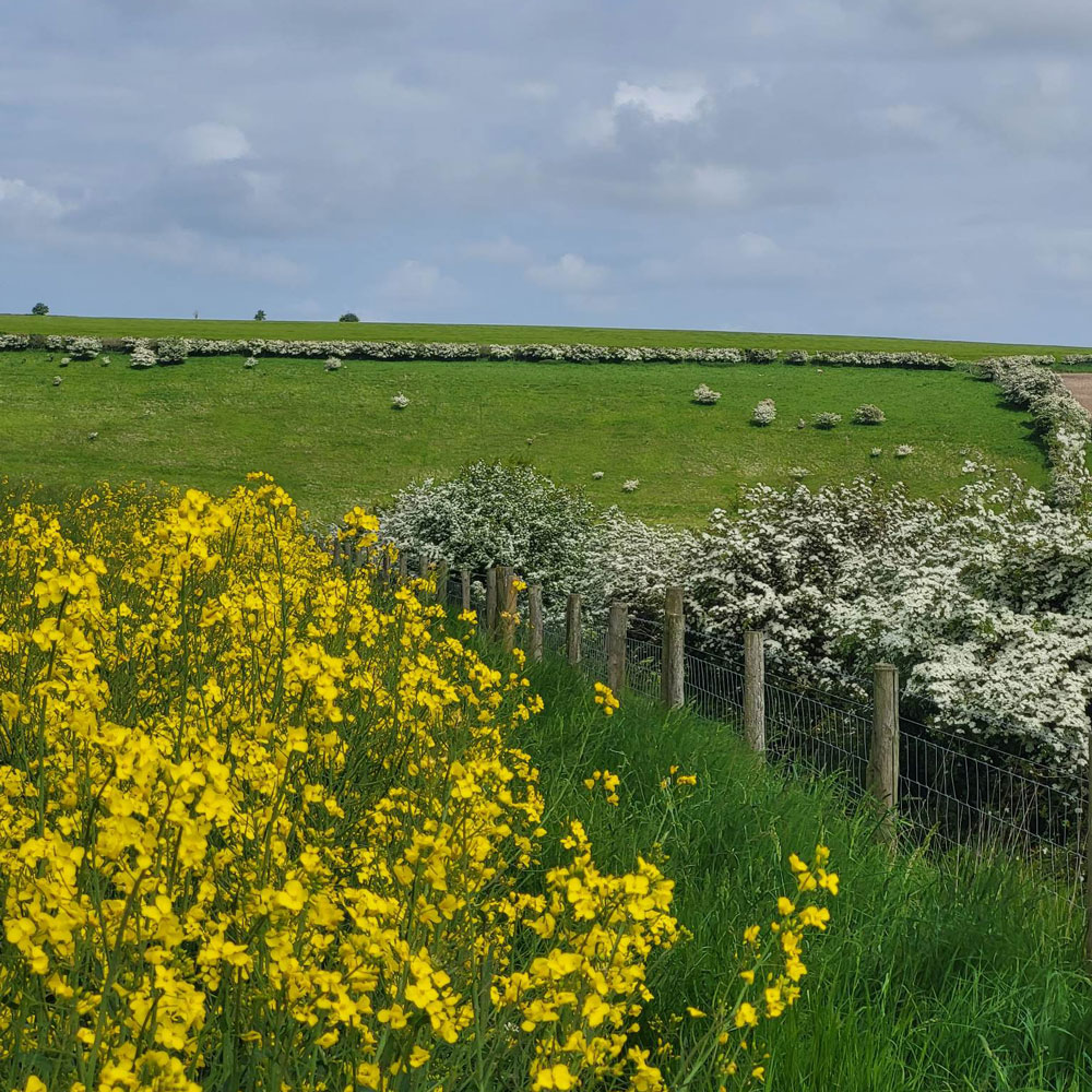 Hedgerows and views across the Yorkshire Wolds