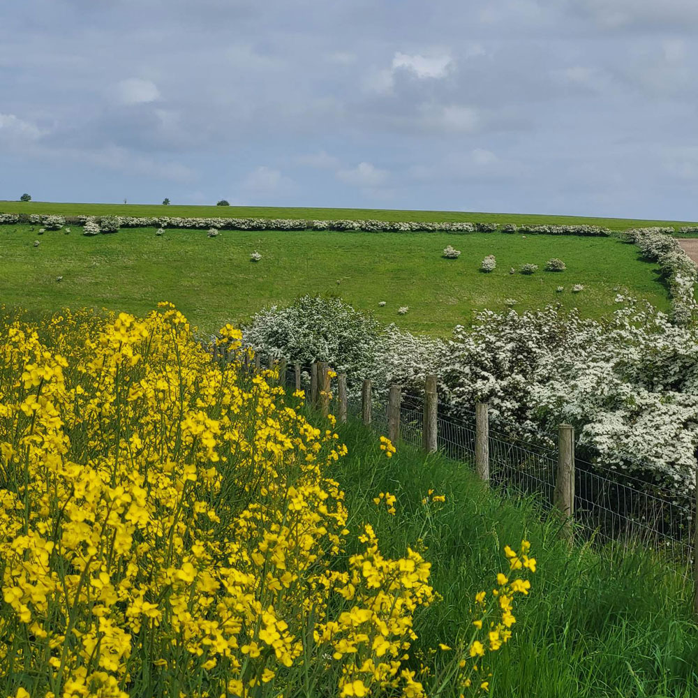 The rapeseed fields on the Yorkshire Wolds