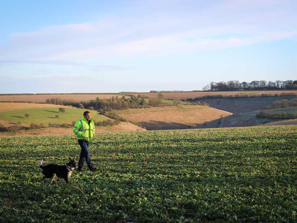 Adam palmer in the winter rapeseed field