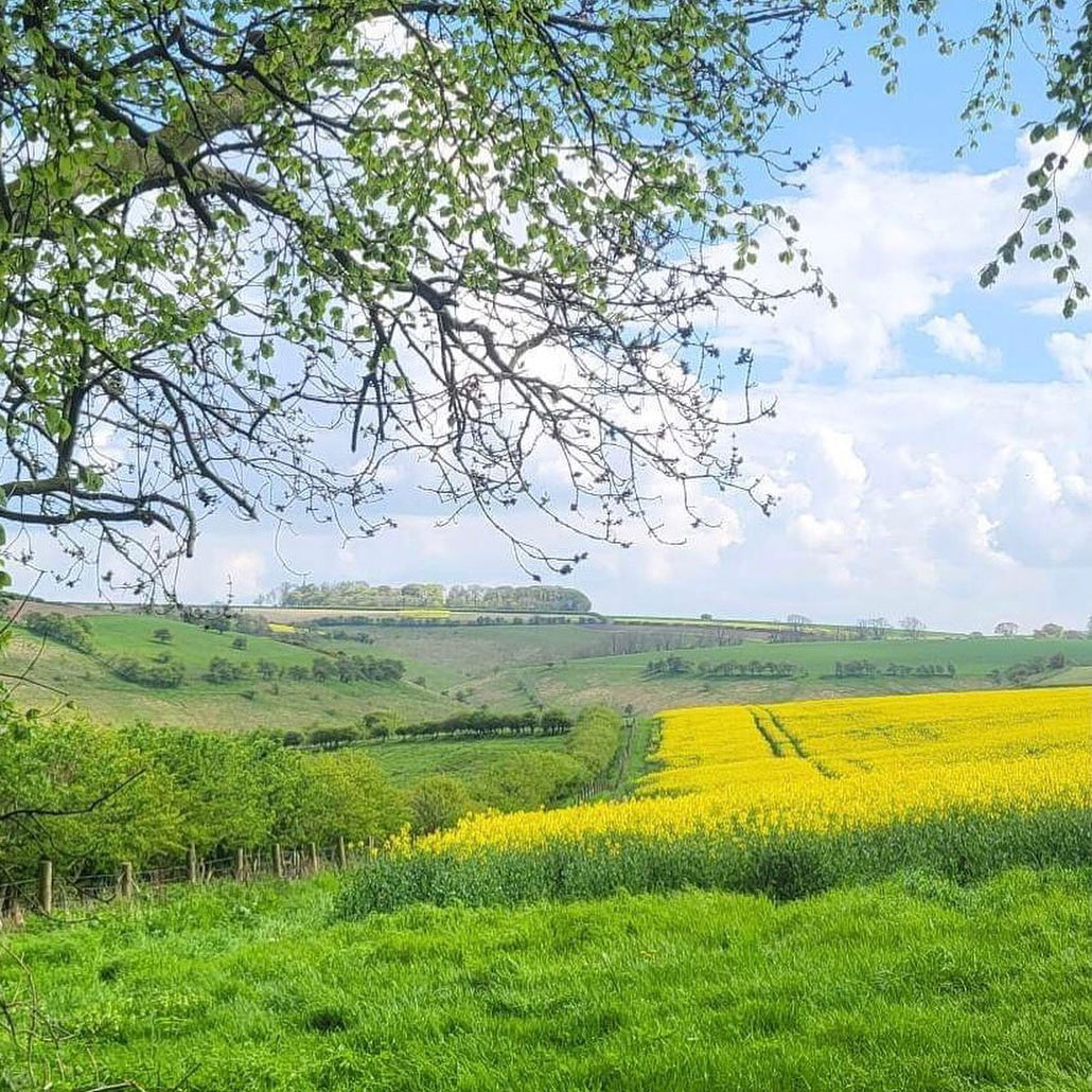 The rapeseed fields on the Yorkshire Wolds