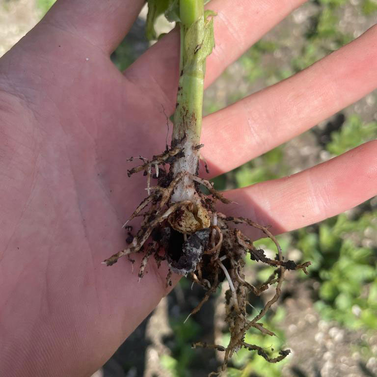 The bean crop and roots in a hand