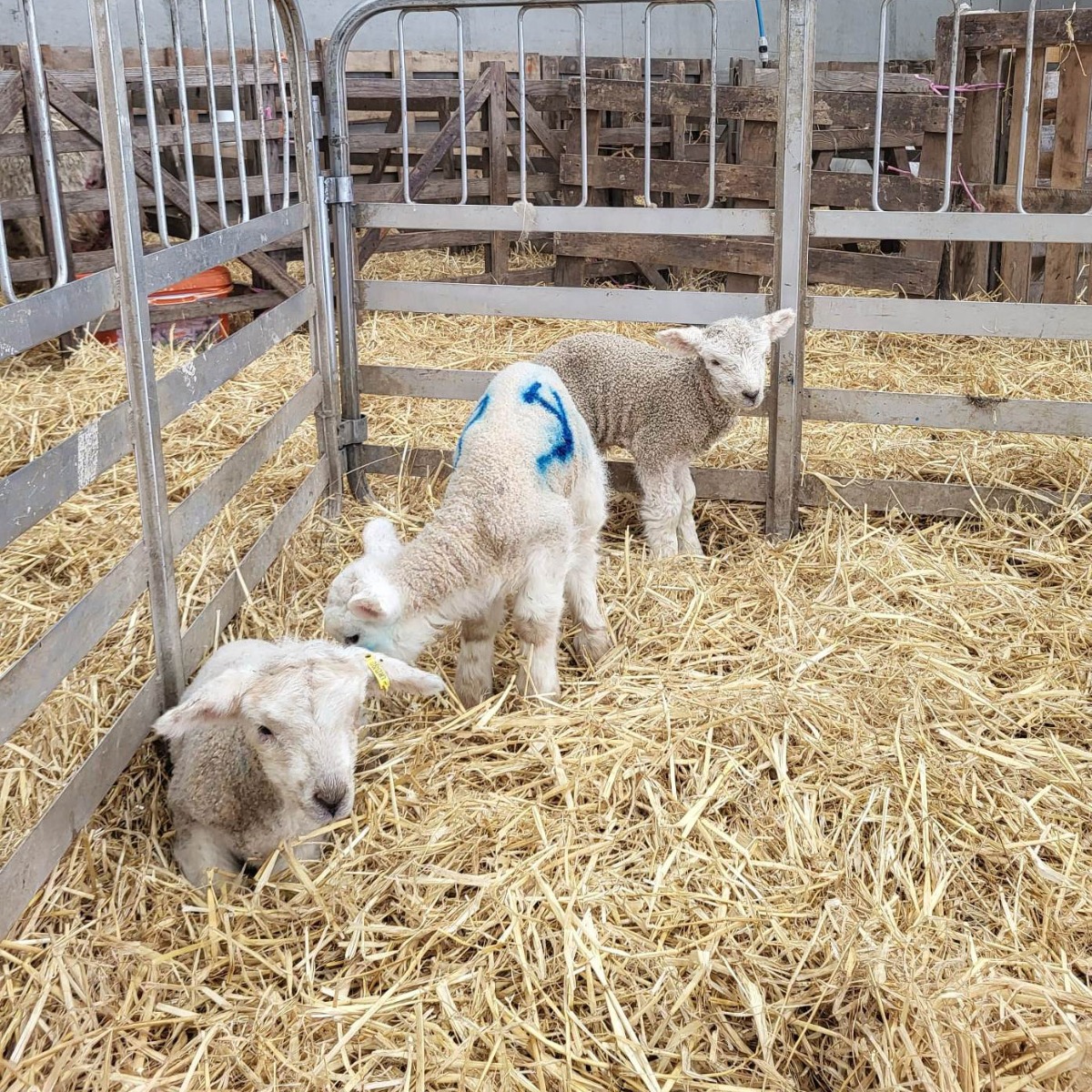 Three lambs in pen