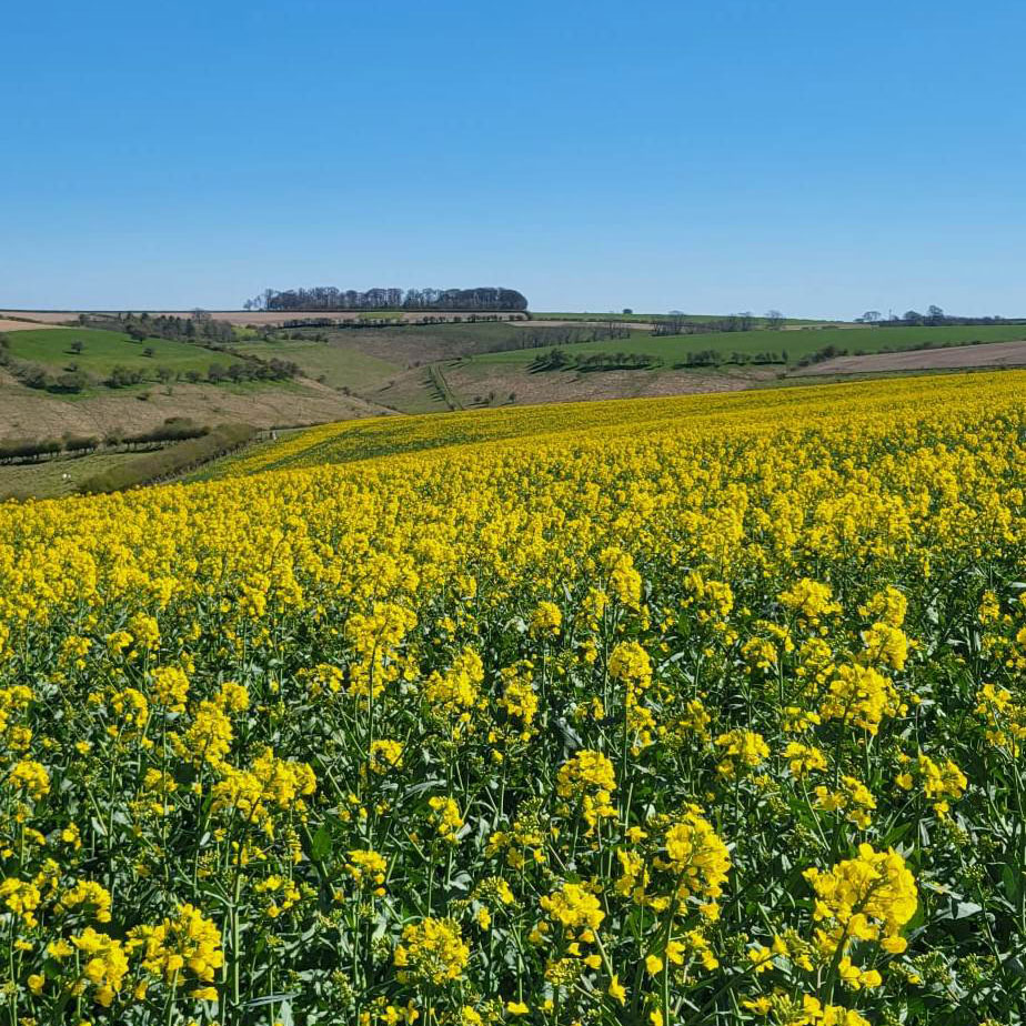 Rapeseed fields looking across the Yorkshire Wolds