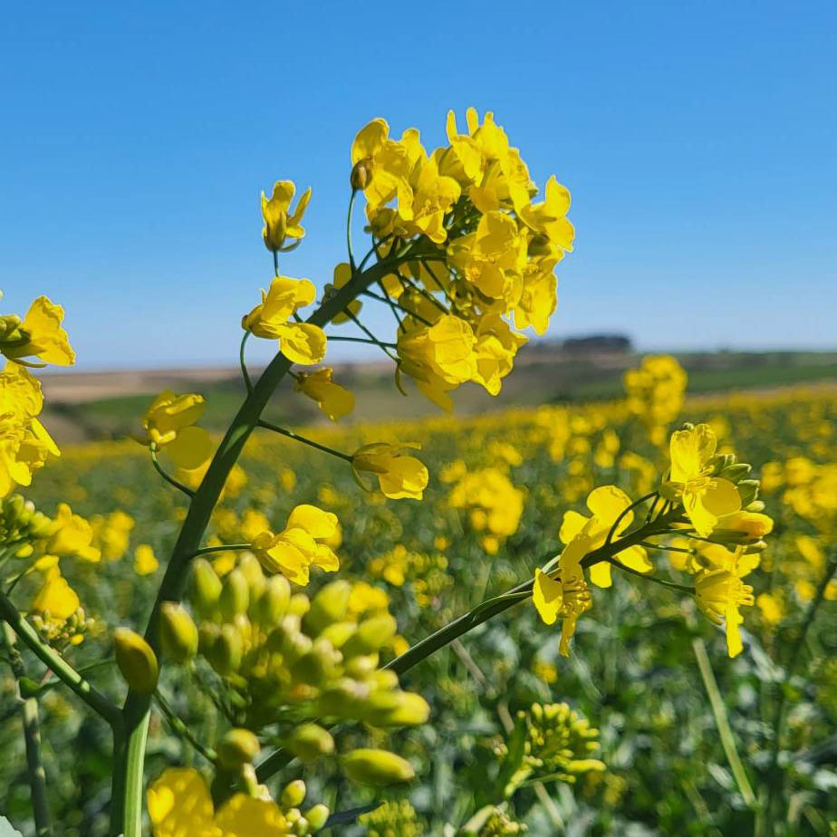 Rapeseed Flowers