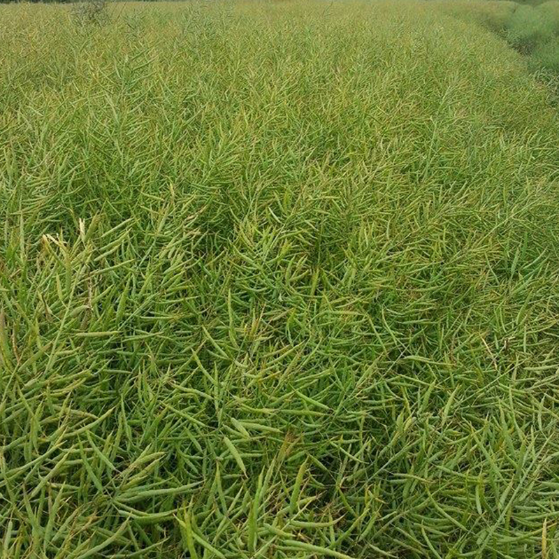 Rapeseeds in the field