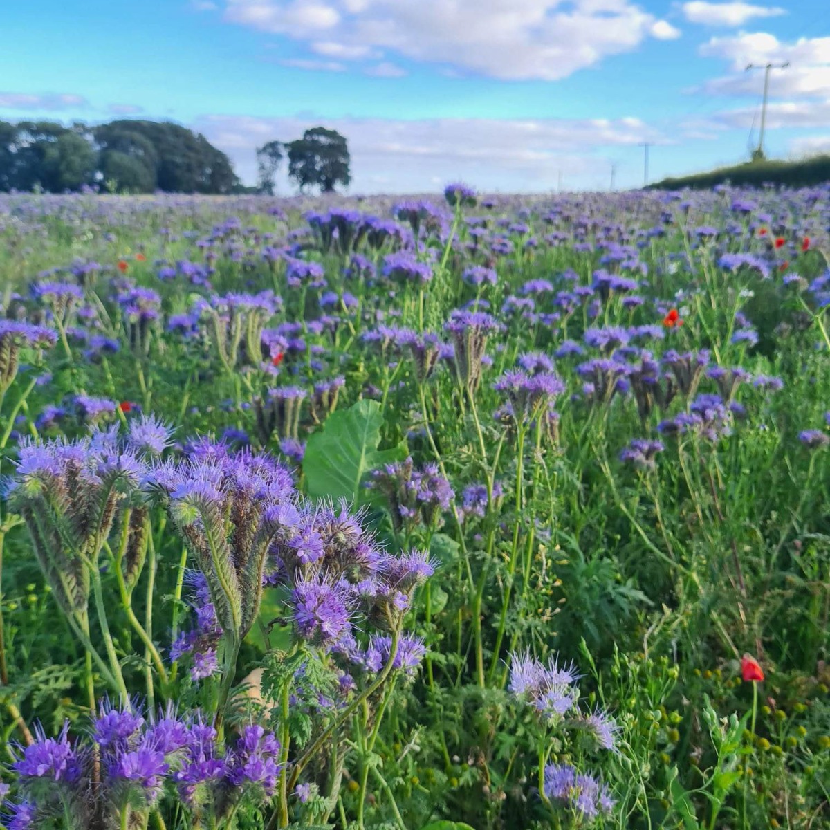 Wildflowers on the farm