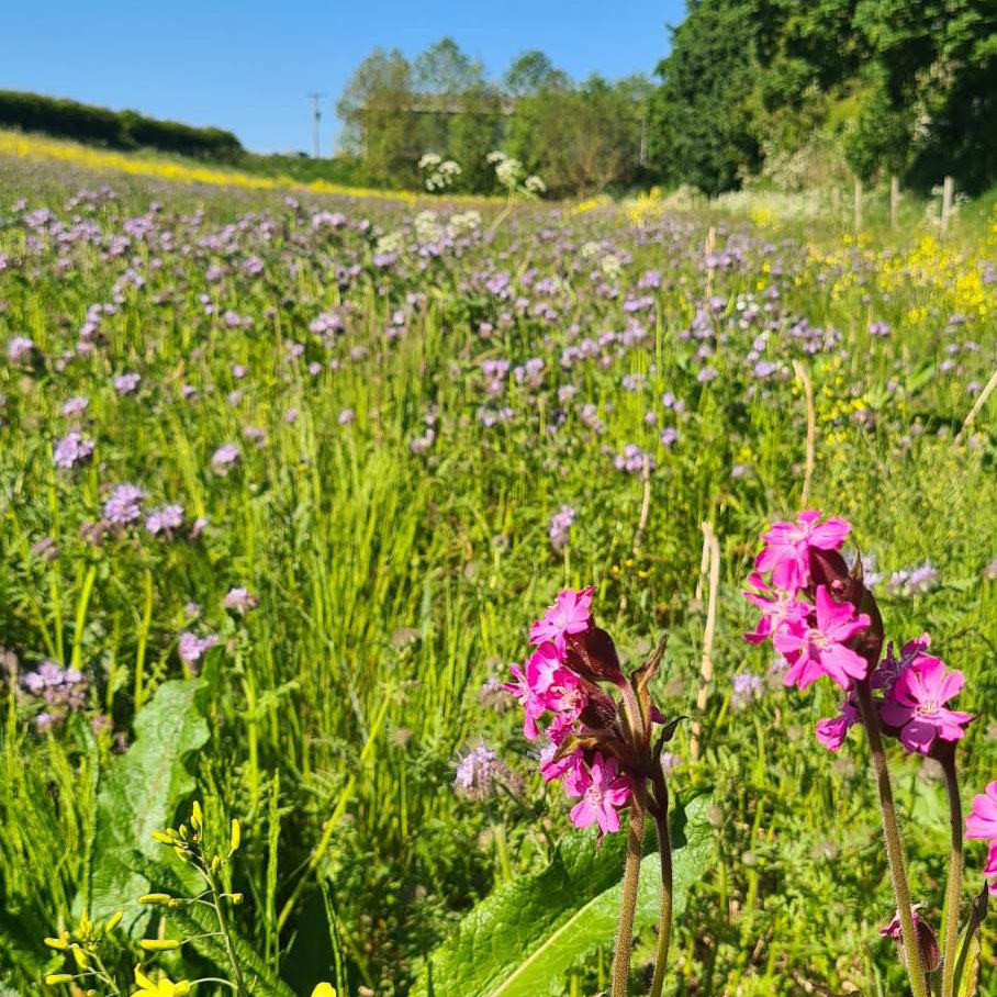 Wildflowers on the farm